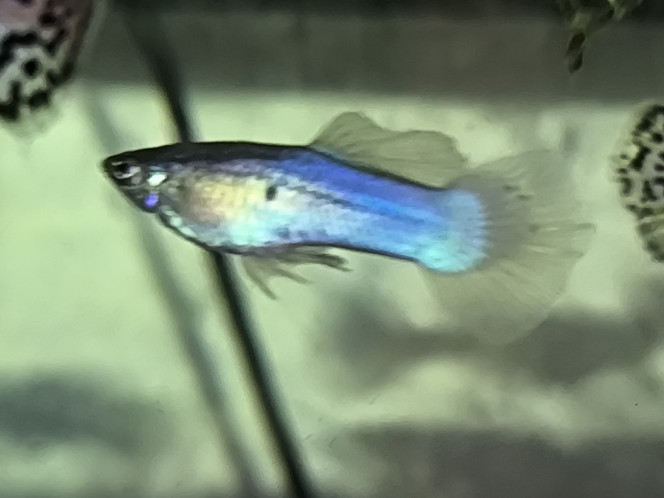 Guppy japan blue lyretail recto El Padre actuel de l'aqua