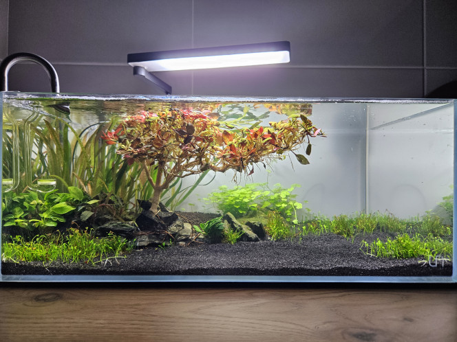 Jour 34 La bête est cyclée ! 
Bientôt les crevettes ? Bientôt les crevettes ! ?