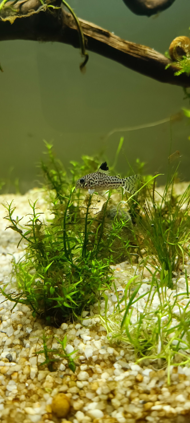 nouveaux habitants Ajout de
5 crevettes red Sakura 
2 corydoras... 5 au total maintenant 
1 otocynclus.. 3 au total maintenant 

Mousse de java
Lilaeopsis brasiliensis 
Grenouillette