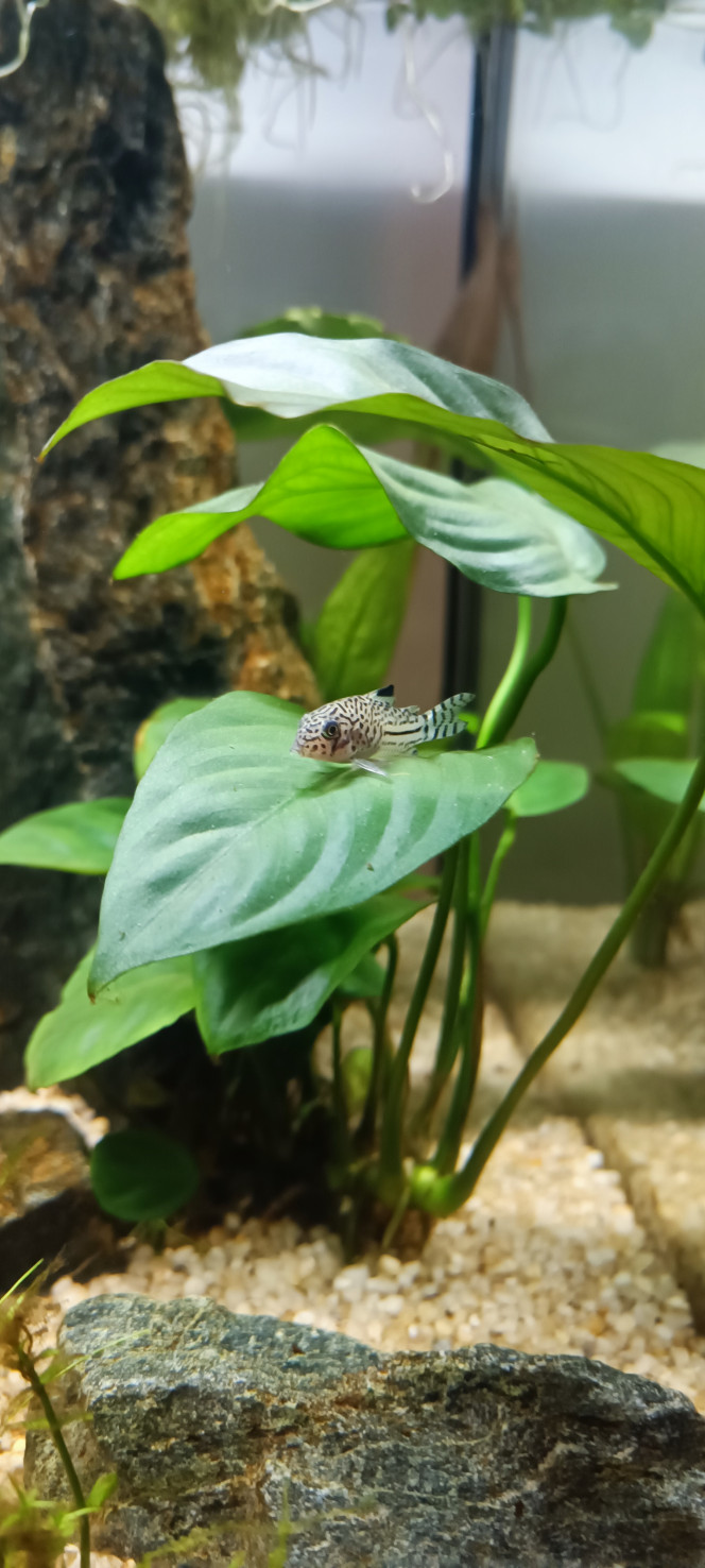 nouveaux habitants Ajout de
5 crevettes red Sakura 
2 corydoras... 5 au total maintenant 
1 otocynclus.. 3 au total maintenant 

Mousse de java
Lilaeopsis brasiliensis 
Grenouillette