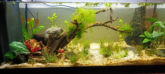 à surveiller... Nitrate vraiment très bas
Croissance des plantes trop lente à mon goût 
J'ai laissé un peu polluer pour remonter les nitrates mais mais pas trop esthétique donc je vais voir en ajoutant du NPK .
