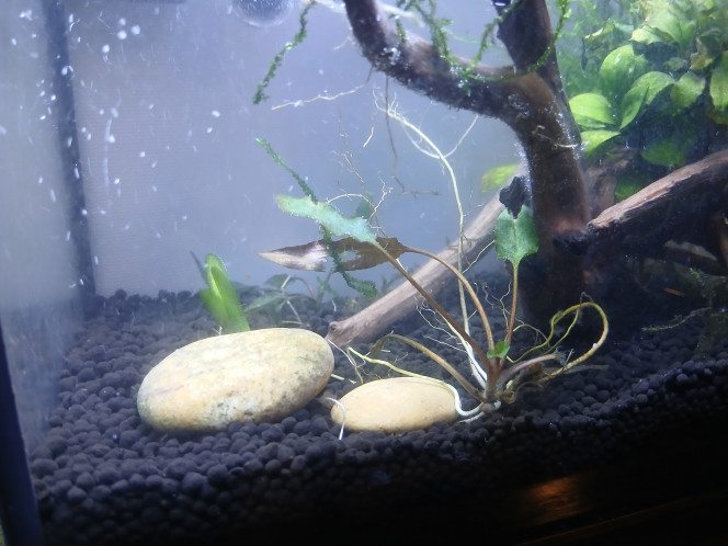 Ajout de roches non calcaire J'ai rajouter deux cailloux  pour bloquer les plantes car à chaque fois que j'utilise l'aspirateur les plantes sortent du substrat sa me rend dingue
Peut être mètre un peu de sable de rivière par endroit ?