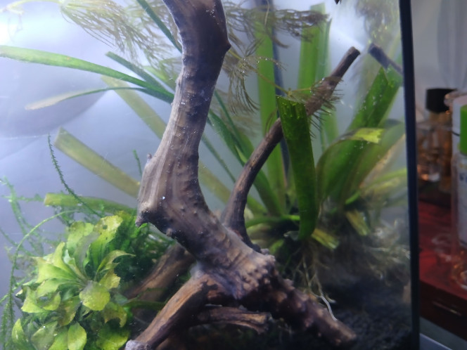 Ajout de roches non calcaire J'ai rajouter deux cailloux  pour bloquer les plantes car à chaque fois que j'utilise l'aspirateur les plantes sortent du substrat sa me rend dingue
Peut être mètre un peu de sable de rivière par endroit ?