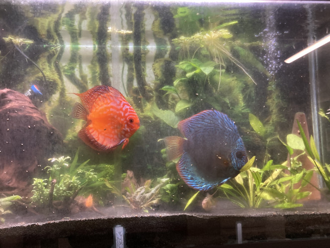 Discus + rami Vitres sales, désolé...