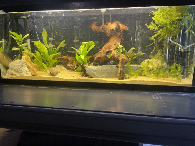 Photographie du post de fish32 