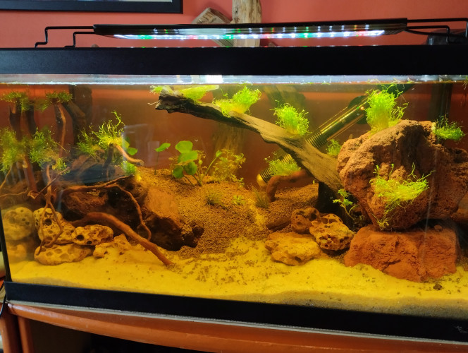 Aquascap Pour l instant pas de poissons pas encore décidé pour des killies ou des badis ou Dario
