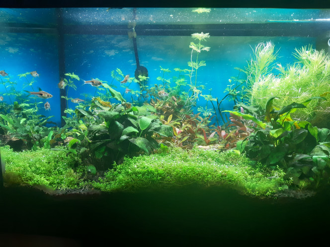  Au bout de 4 années les poissons vont bien malgré 2 décès.