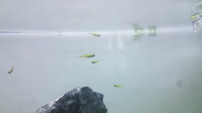Microdevario kubotai 