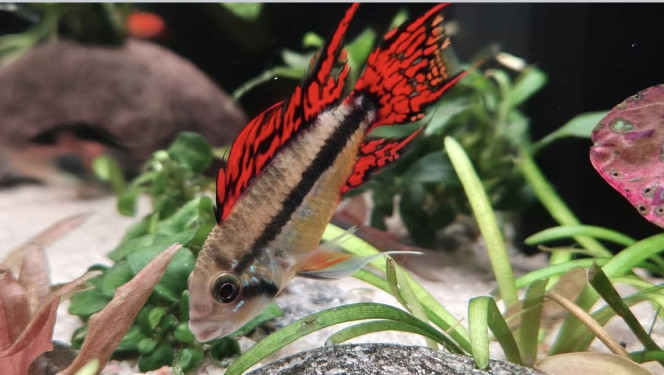 Apistogramma Cacatuoide Triple Red 