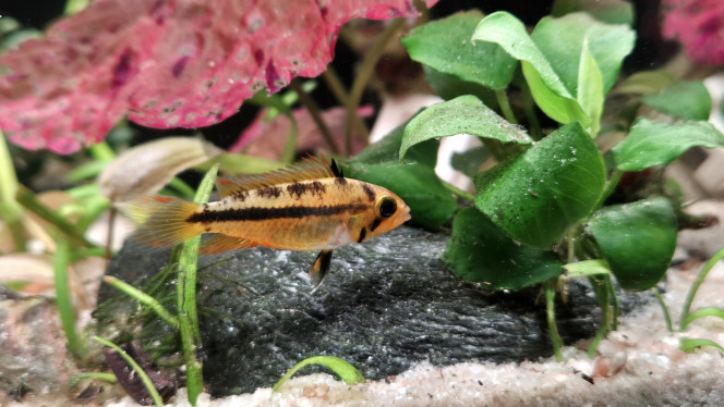 Apistogramma Cacatuoide Triple Red 