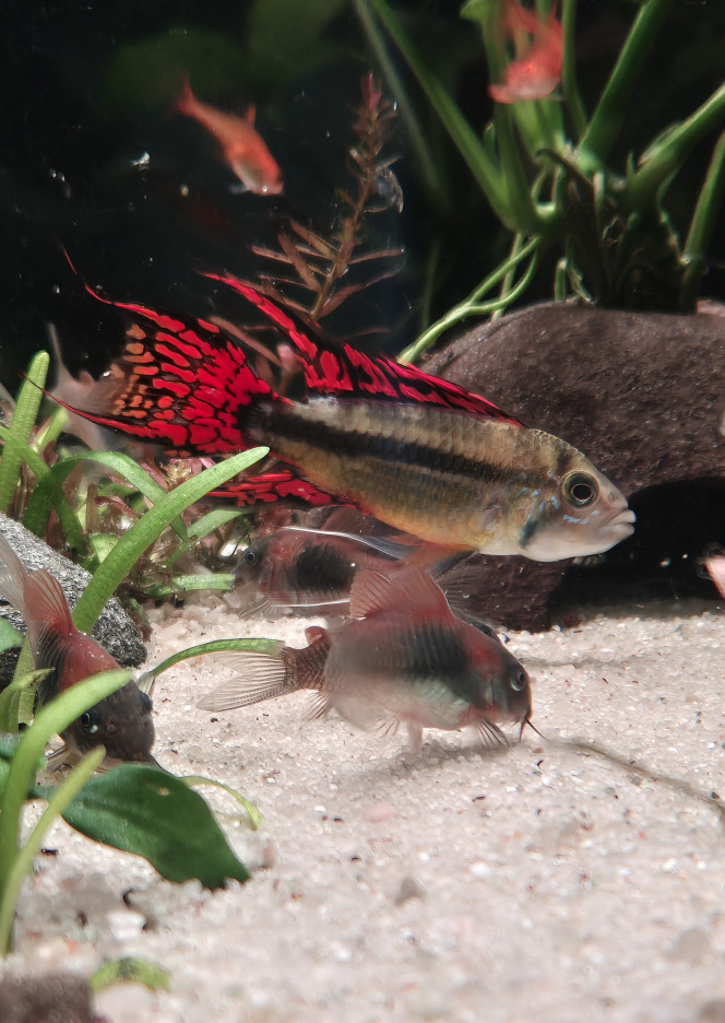 Apistogramma Cacatuoide Triple Red 