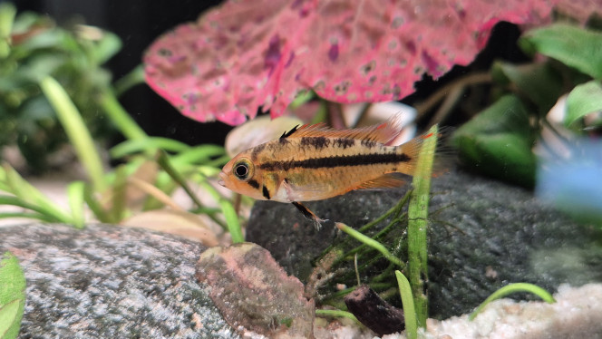 Apistogramma Cacatuoide Triple Red 
