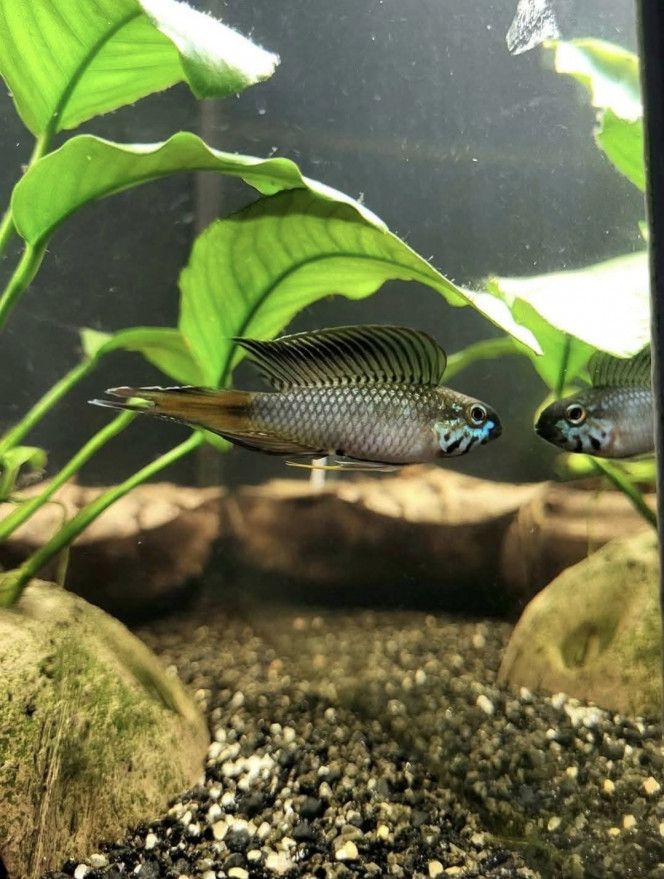 Apistogramma sp d42 