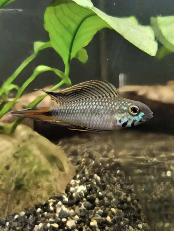 Apistogramma sp d42 