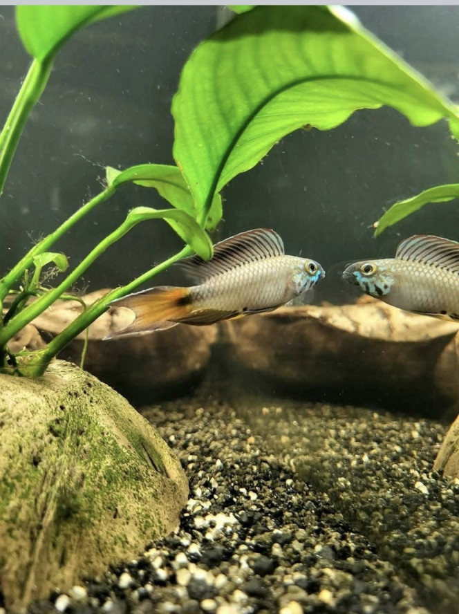 Apistogramma sp d42 
