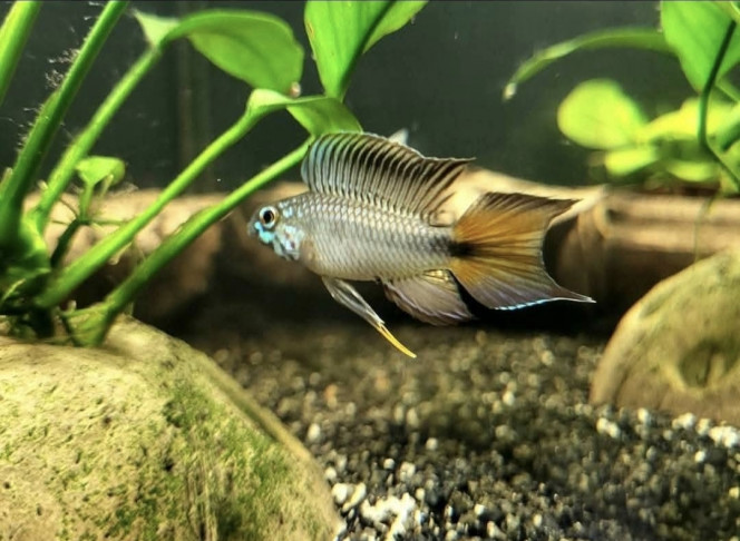 Apistogramma sp d42 