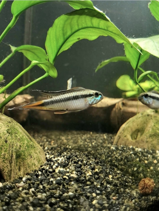 Apistogramma sp d42 