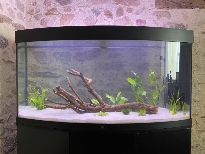 Ajout des plantes 