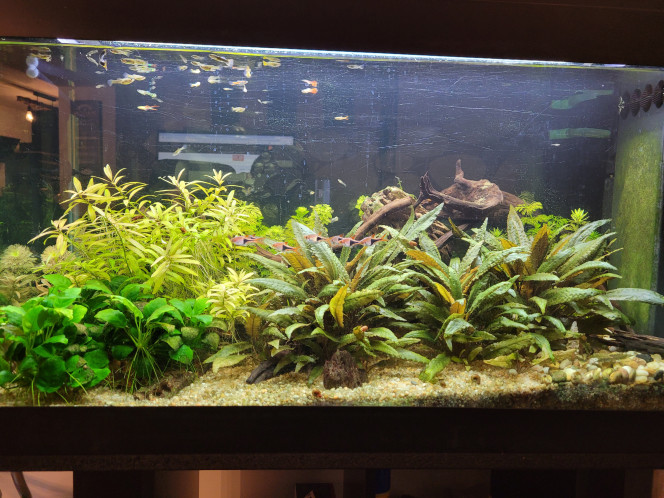 Le 200 litres Population 
Guppys 
Corydoras panda ( 3 )
Rasbora arlequin  ( 8 )
Crevette japonica ( 5 )
Crevette Neocaridina rouge  ( 10 )
Petits laveurs de vitres ( 3 ) ?