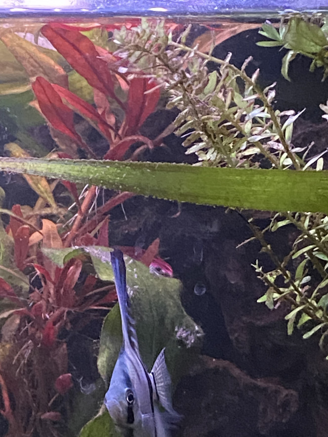 Mes scalaires ont enfin des alevins Après une bonne dizaine de tentatives. Mon couple de scalaires a enfin réussi à avoir des alevins. C’est les petites taches sur la feuille. Je ne peux plus m’approcher de l’aquarium.

Les parents veillent au grain. Des qu’un alevins quitte la feuille, il se fait littéralement gober par un parent qui va le recracher sur la feuille.