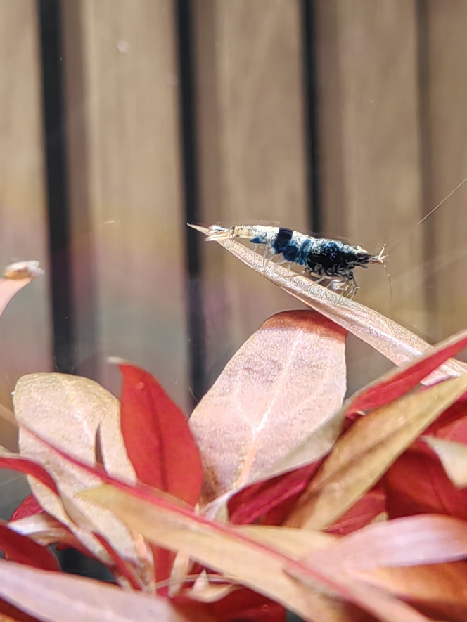 Photographie du post de Olivoliv 