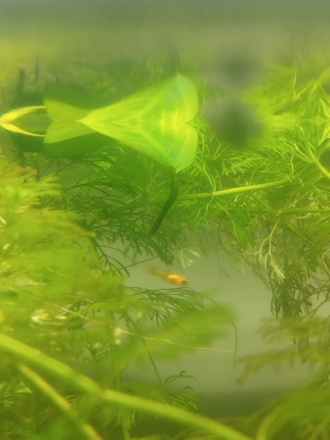 Photographie du post de RanchuGarden 