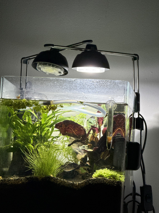 Nano. Pour crevettes … en attente de ses occupantes