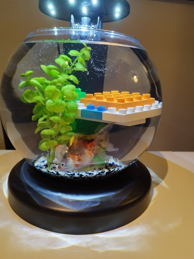 Photographie du post de Savethefish94 