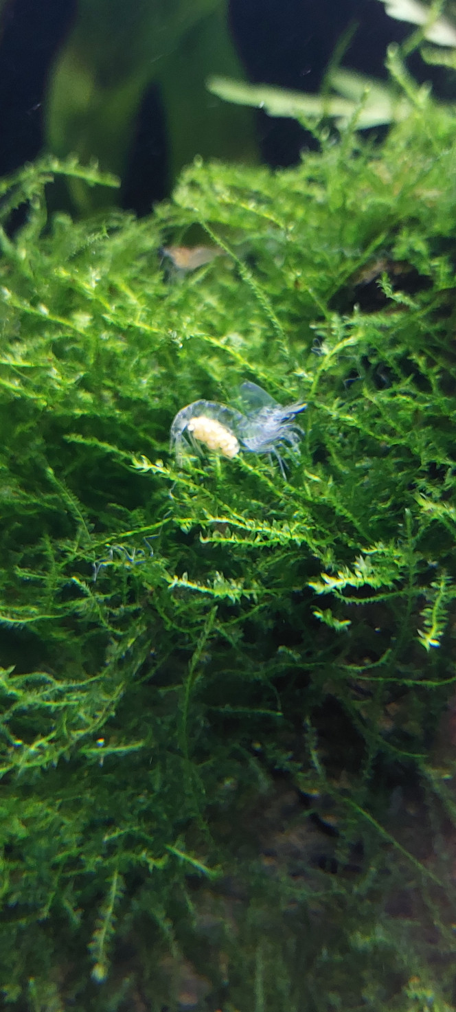 Photographie du post de aqua1230 