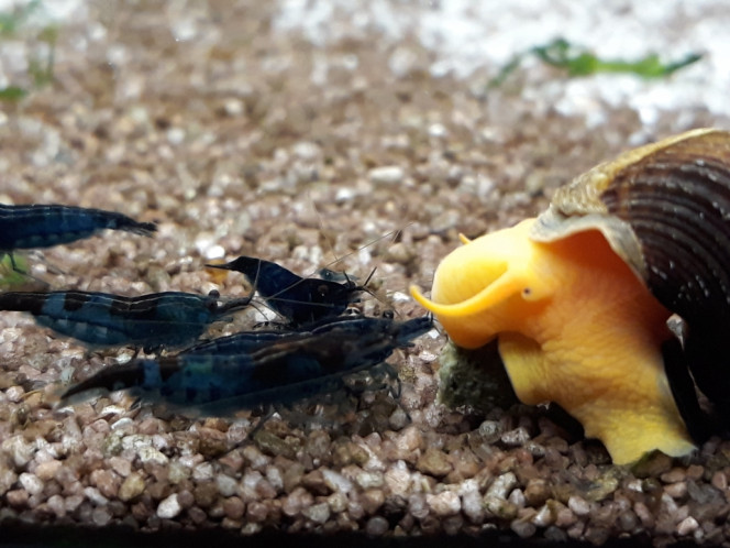 Photographie du post de Dimu 