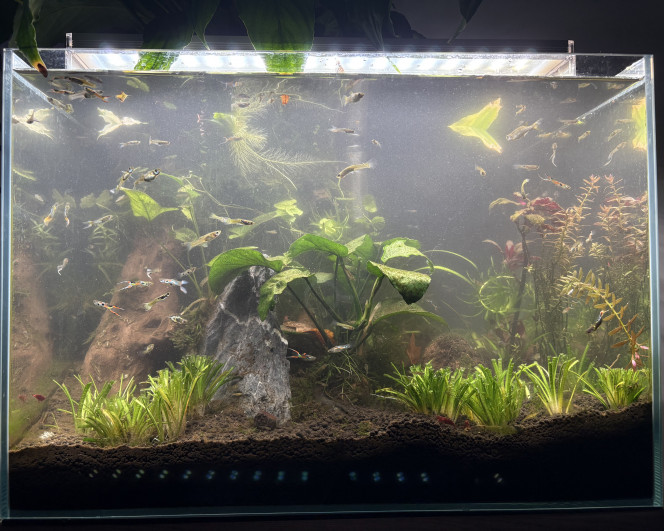 Photographie du post de Alex69 