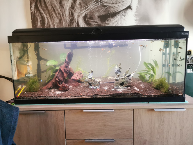 Aquarium 100l 