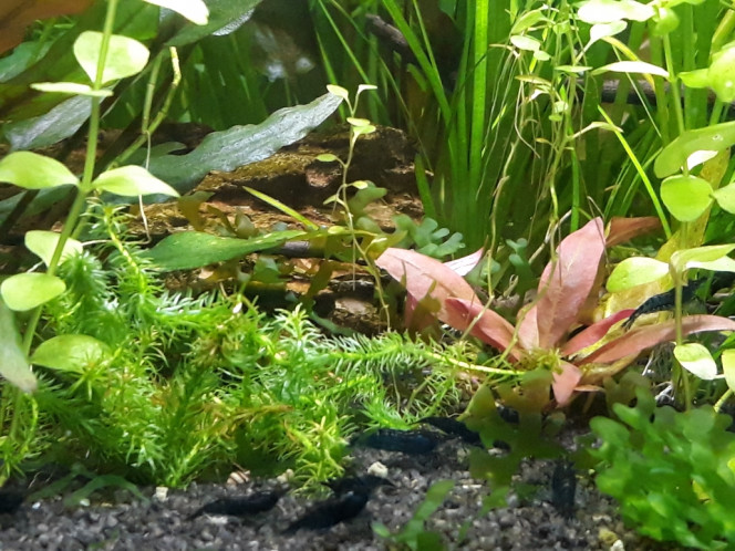 Photographie du post de Dimu 