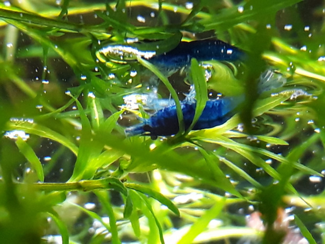 Photographie du post de Dimu 