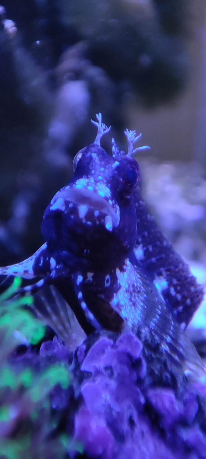 Salarias fasciatus Nous membre du nano