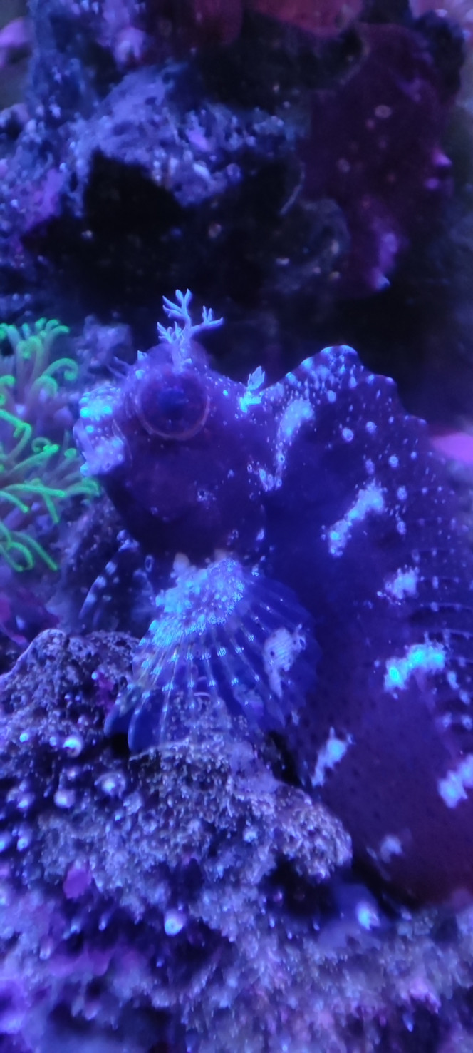 Salarias fasciatus Nous membre du nano