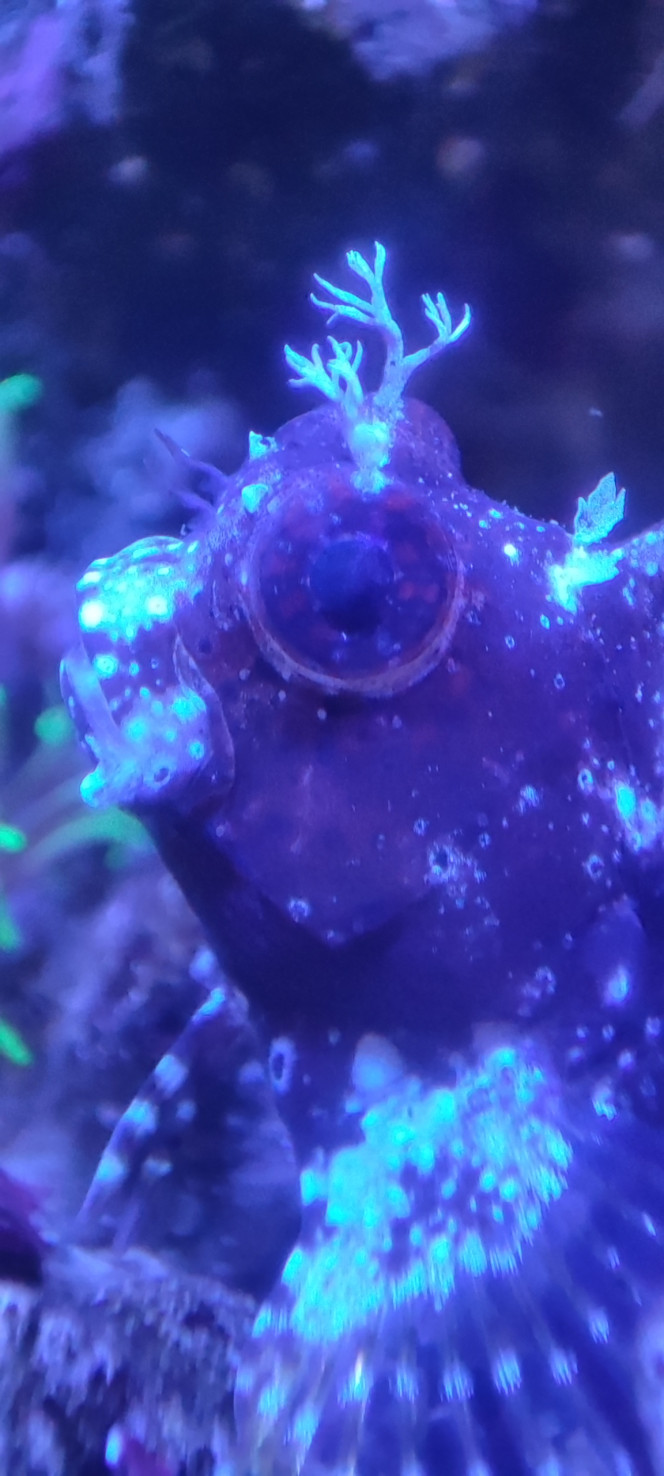 Salarias fasciatus Nous membre du nano