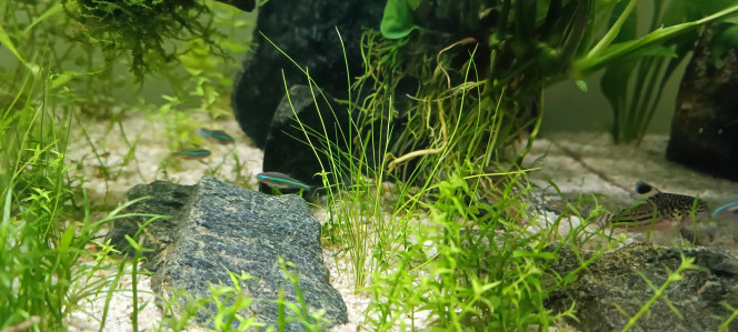 un peu de lumière bleue... Ajout de 5 faux néon bleue version nano.