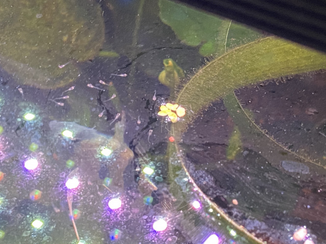 Alevins de scalaires on avance, petit à petit . mes jeunes parents évoluent. Cette fois ci on est au stade ou les alevins sont en nagent libre.

J’ai masqué une partie de l’aquarium avec un drap pour éviter le stress de notre passage. 

La nature fera le reste