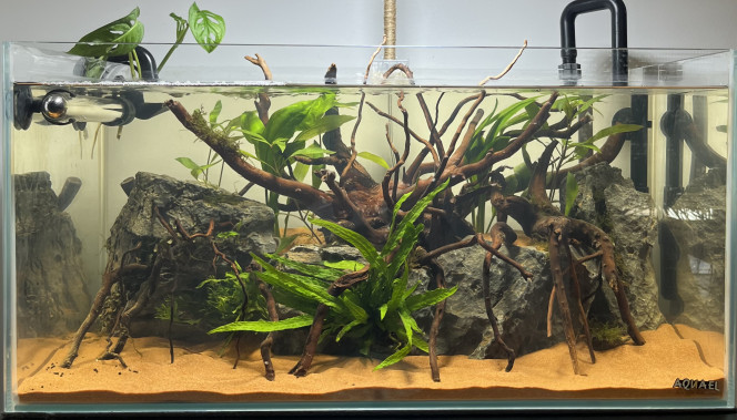 Premier bac Première aquarium

Cuve : Aquael extra clear 60x30x30 

Filtration : Filtre externe JBL e702 

Hardscape :

- Sable exo terra + aquasoil dans la partie arrière 
- Seiryu rock
- Racine araignée 

Plante : 

- Fougères de java 
- Mousse de java 
- Bucephalandra 
- Echinodorus bleheri

Population future : 

- Danio galaxy (15)
- Tetra bleu de cochu (15)
- Corydoras nain (5)
- Neritina Turitta zébrés (3)