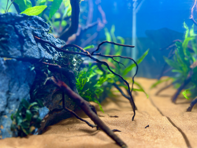 Première Aquarium Première aquarium

Cuve : Aquael extra clear 60x30x30 

Filtration : Filtre externe JBL e702 

Hardscape :

- Sable exo terra + aquasoil dans la partie arrière 
- Seiryu rock
- Racine araignée 

Plante : 

- Fougères de java 
- Mousse de java 
- Bucephalandra 
- Echinodorus bleheri

Population future : 

- Danio galaxy (15)
- Tetra bleu de cochu (15)
- Corydoras nain (5)
- Neritina Turitta zébrés (3)