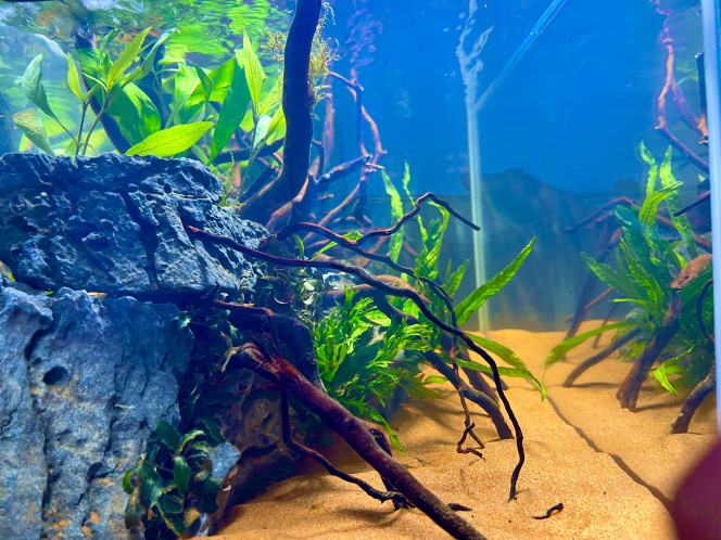 Première Aquarium Première aquarium

Cuve : Aquael extra clear 60x30x30 

Filtration : Filtre externe JBL e702 

Hardscape :

- Sable exo terra + aquasoil dans la partie arrière 
- Seiryu rock
- Racine araignée 

Plante : 

- Fougères de java 
- Mousse de java 
- Bucephalandra 
- Echinodorus bleheri

Population future : 

- Danio galaxy (15)
- Tetra bleu de cochu (15)
- Corydoras nain (5)
- Neritina Turitta zébrés (3)