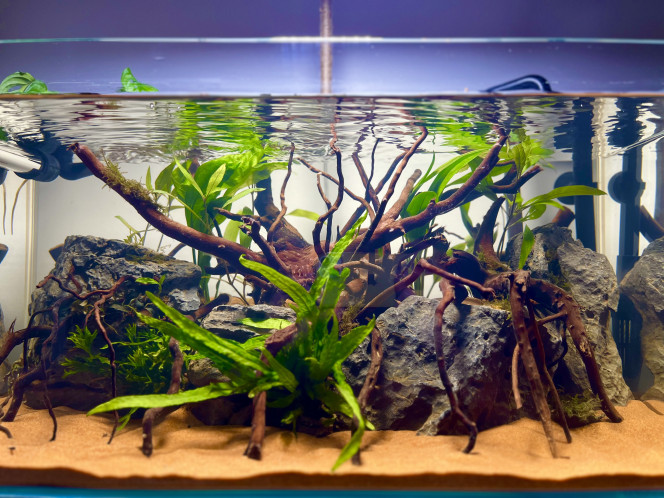 Première Aquarium Première aquarium

Cuve : Aquael extra clear 60x30x30 

Filtration : Filtre externe JBL e702 

Hardscape :

- Sable exo terra + aquasoil dans la partie arrière 
- Seiryu rock
- Racine araignée 

Plante : 

- Fougères de java 
- Mousse de java 
- Bucephalandra 
- Echinodorus bleheri

Population future : 

- Danio galaxy (15)
- Tetra bleu de cochu (15)
- Corydoras nain (5)
- Neritina Turitta zébrés (3)