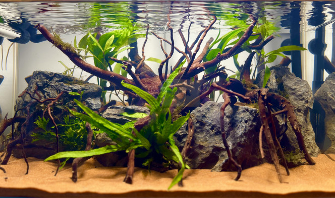 Première Aquarium Première aquarium

Cuve : Aquael extra clear 60x30x30 

Filtration : Filtre externe JBL e702 

Hardscape :

- Sable exo terra + aquasoil dans la partie arrière 
- Seiryu rock
- Racine araignée 

Plante : 

- Fougères de java 
- Mousse de java 
- Bucephalandra 
- Echinodorus bleheri

Population future : 

- Danio galaxy (15)
- Tetra bleu de cochu (15)
- Corydoras nain (5)
- Neritina Turitta zébrés (3)