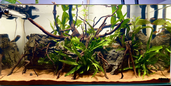 Premier aquarium Les occupants sont arrivés !