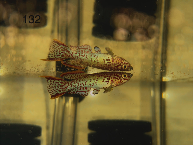 Male Fundulopanchax nigerianus inidere Magnifique Mâle disponible dans mon bac 132