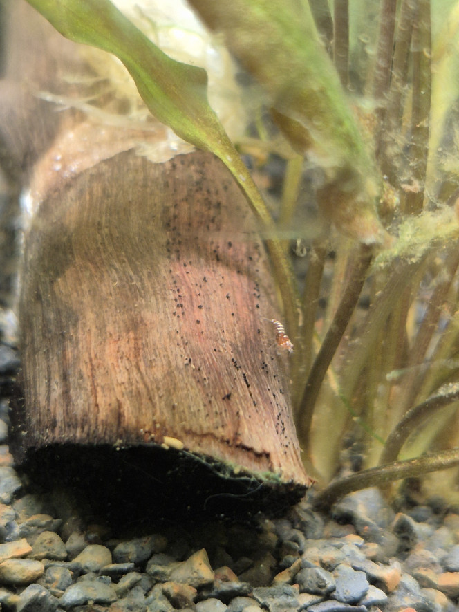 Naissance de Pinto Red Au moins 5 observées