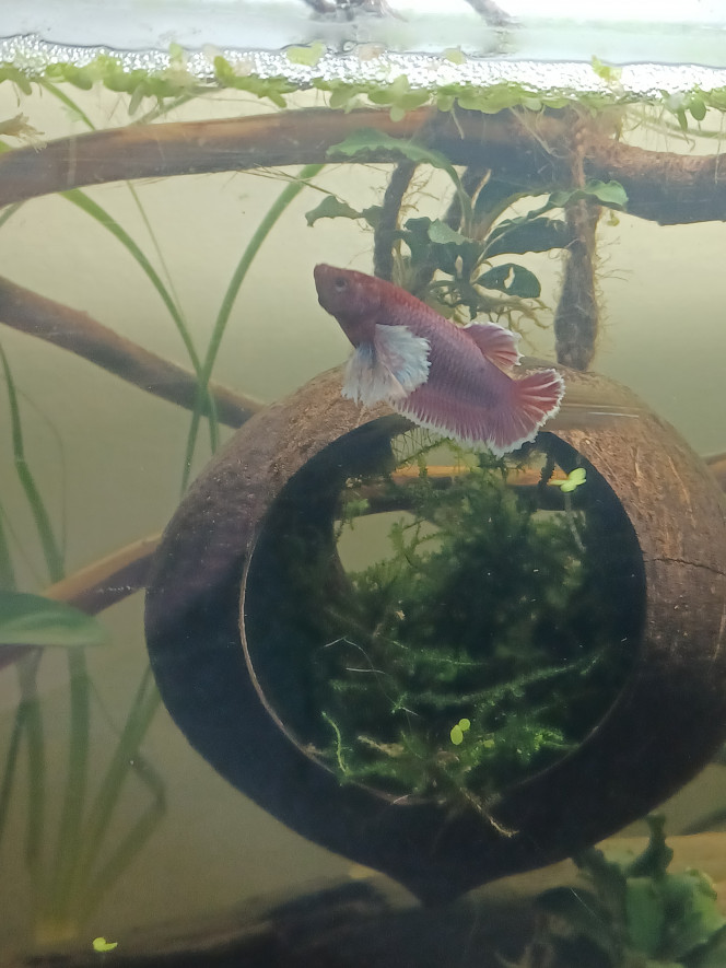Petit Cerise Betta éléphant femelle de 1 an maintenant