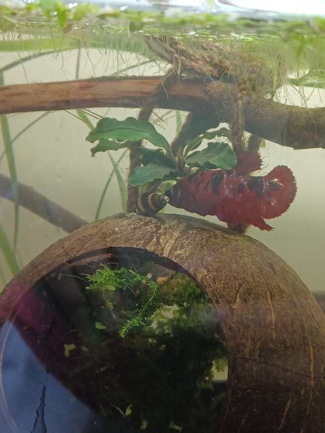 Suna ❤️ Betta femelle de 1 an (chef de la sonorité)