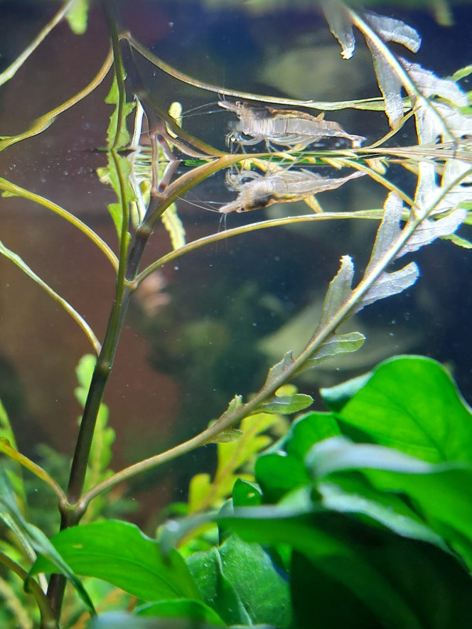 Photographie du post de aqua1230 
